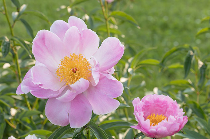 Peony 'Sea Shell'