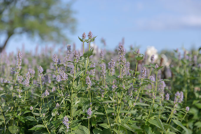 agastache