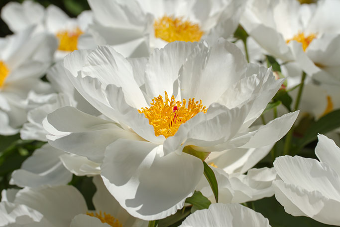 Peony, Nichols Arboretum