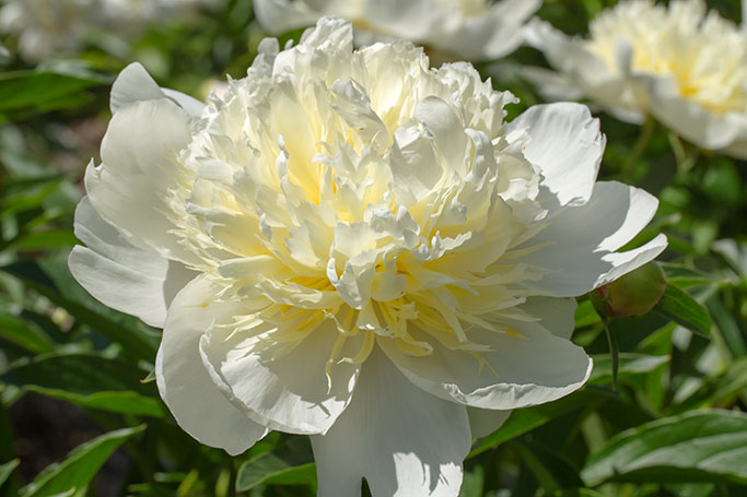 Peony, Nichols Arboretum