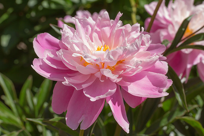 Peony, Nichols Arboretum