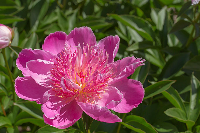 Peony, Nichols Arboretum