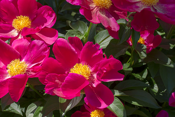 Peony, Nichols Arboretum