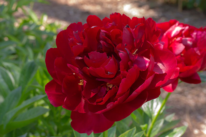 Peony, Nichols Arboretum