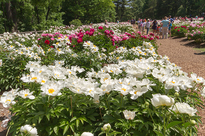 Nichols Arboretum