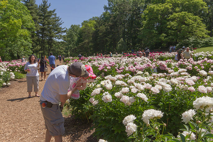 Nichols Arboretum