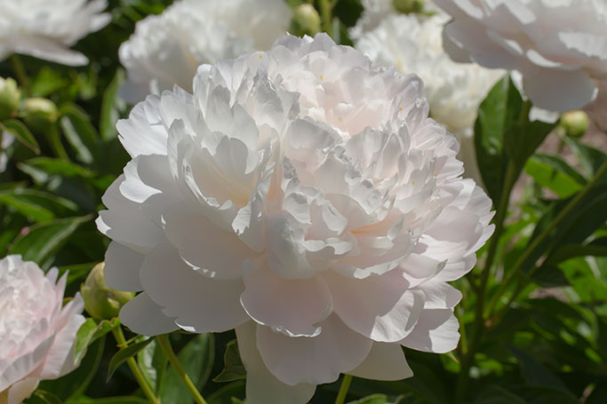 Peony, Nichols Arboretum