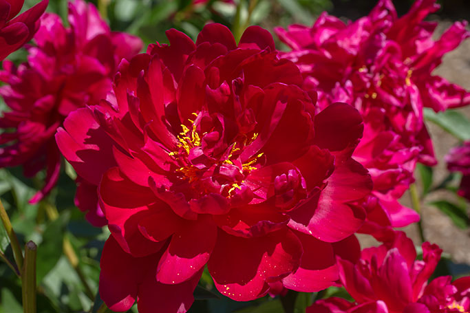 Peony, Nichols Arboretum