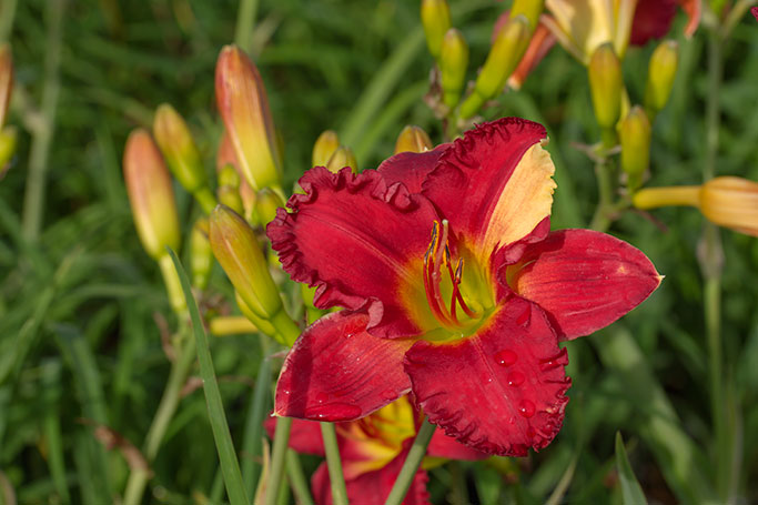 hemerocallis