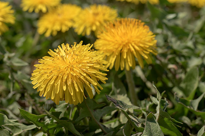 dandelion