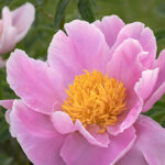 Peony 'Sea Shell'