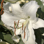 lilium casa blanca