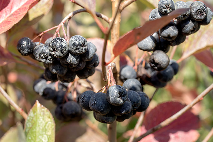 aronia melanocarpa