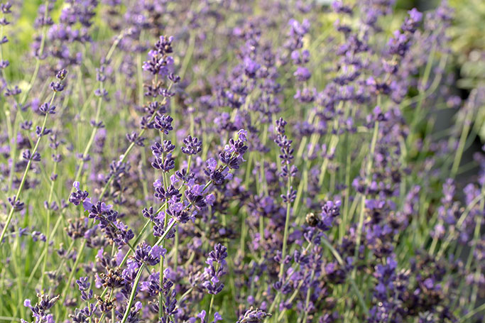 lavandula