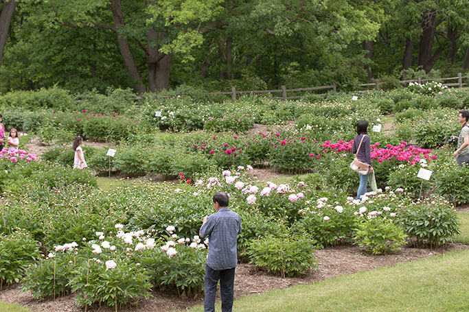 Nichols Arboretum