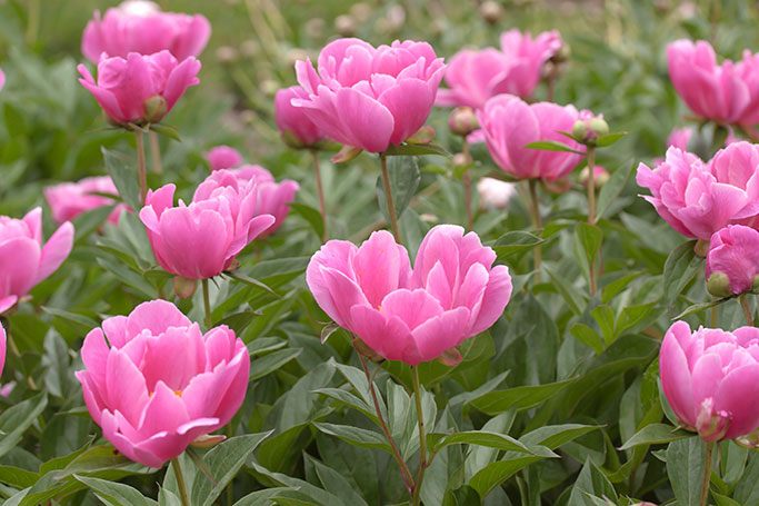 Peony, Nichols Arboretum