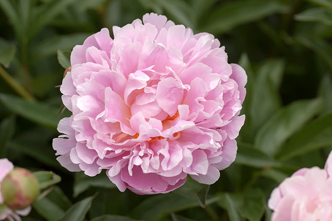 Peony, Nichols Arboretum