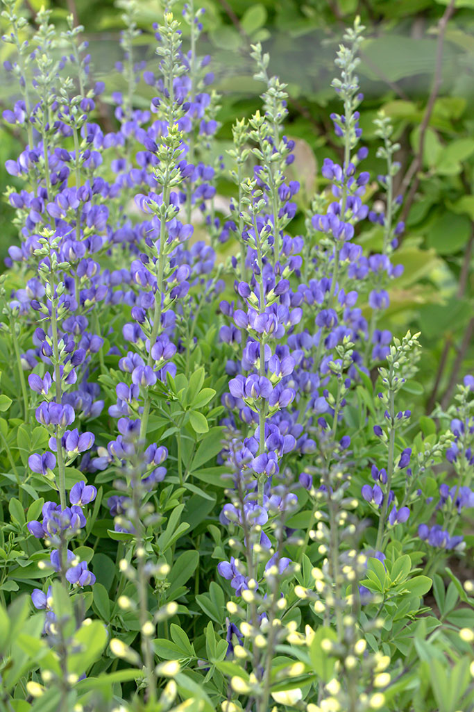 Baptisia australis