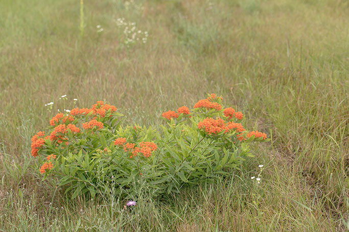 Asclepias tuberosa