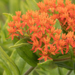 Asclepias tuberosa