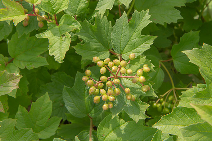 Viburnum trilobum