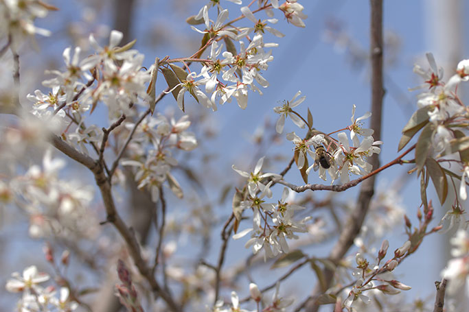 Amelanchier