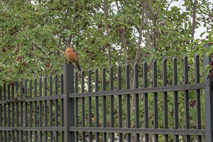 Robin and Amelanchier