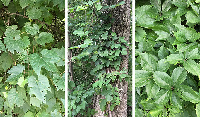 wild grape-poison ivy-woodbine