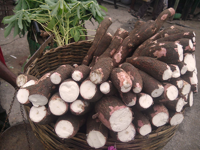 cassava roots