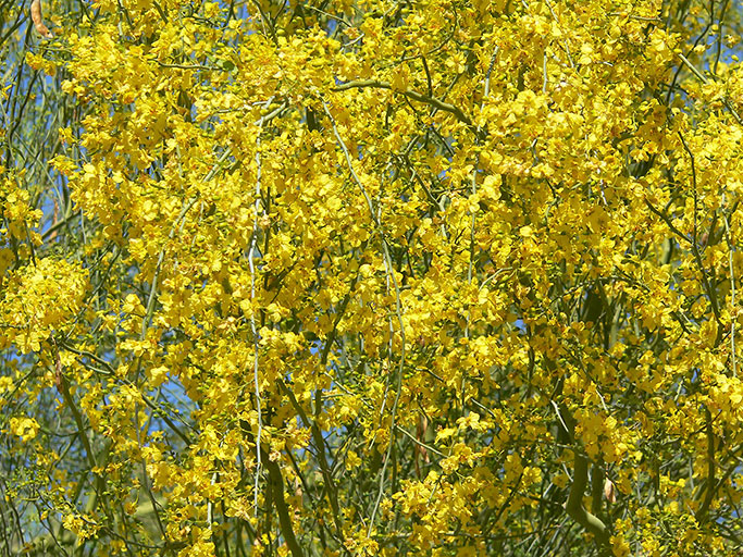 Cercidium floridum