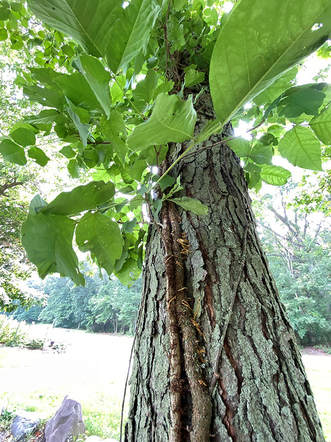 Poison ivy