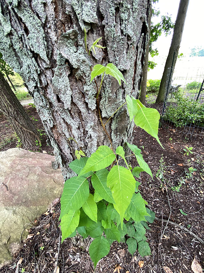 Poison ivy