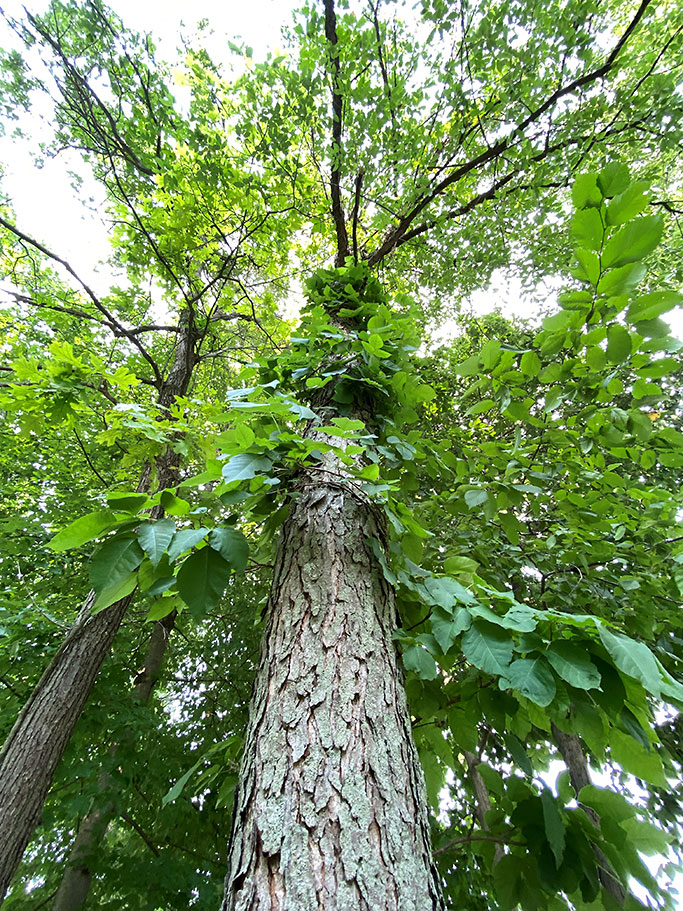 Poison ivy