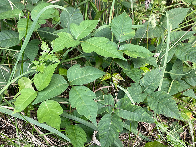 Poison ivy