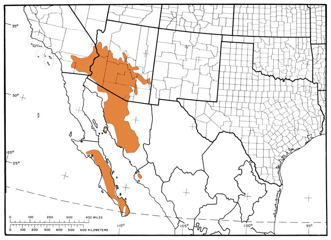 Cercidium floridum range map