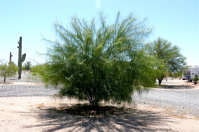 Cercidium floridum