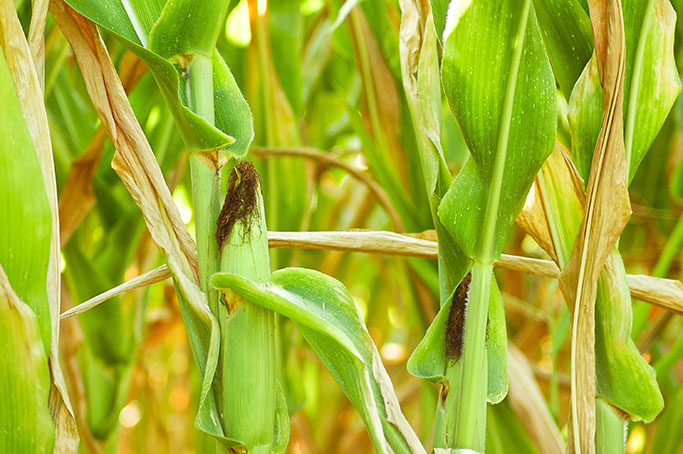 corn is gmo