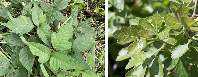 poison ivy vs rhus aromatica