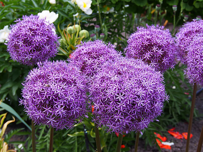 allium