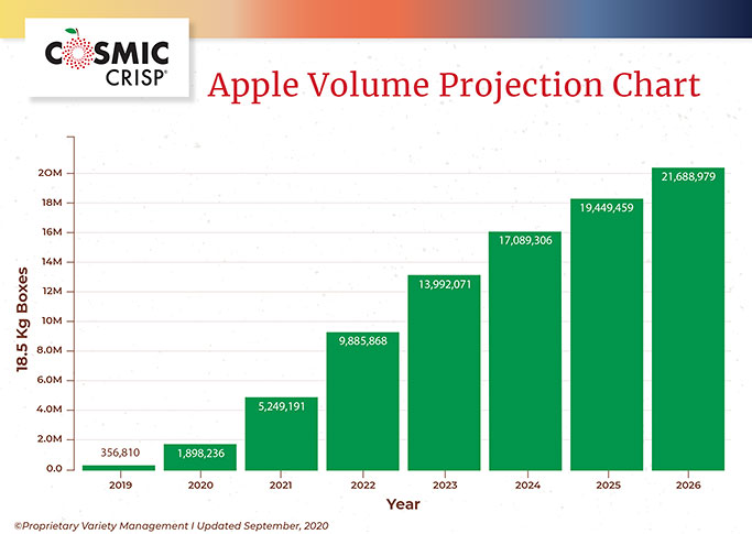 Cosmic Crisp Apple