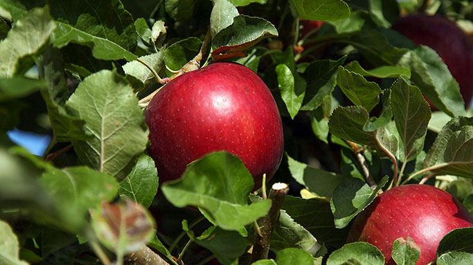 Cosmic Crisp Apple