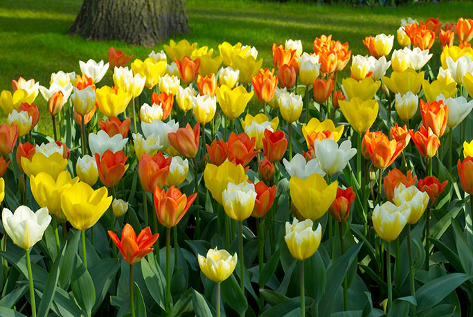 Emperor Tulips