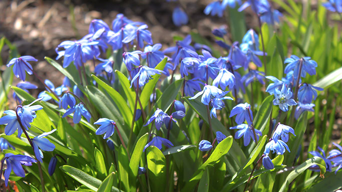 scilla siberica