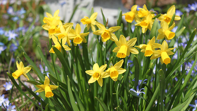 narcissus tete a tete