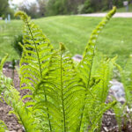 Ostrich Fern