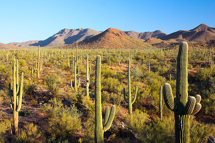 By Joe Parks from Berkeley, CA - Saguaro National Park, CC BY 2.0