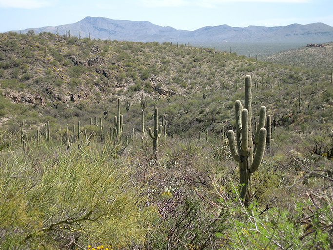 SonoranDesertNPS from Tucson, Arizona, CC BY 2.0 , via Wikimedia Commons