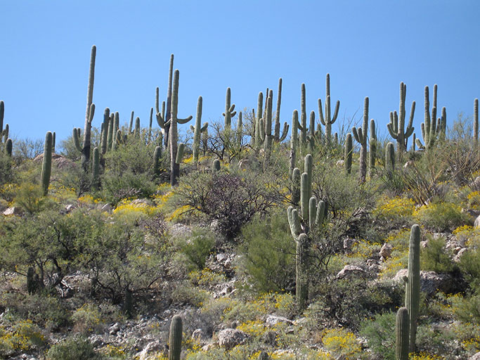 SonoranDesertNPS from Tucson, Arizona, CC BY 2.0 , via Wikimedia Commons