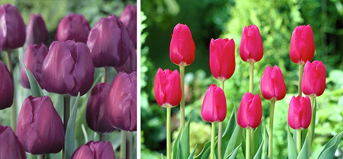 Negrita and The Cure Tulips