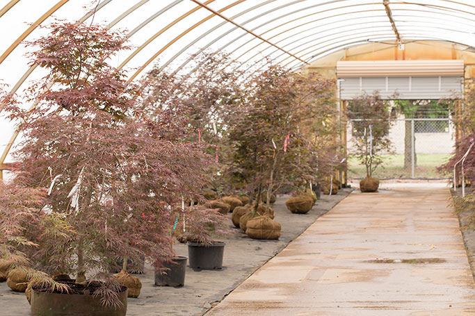 Japanese maple house